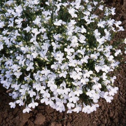 Picture of Lobelia - Riviera White